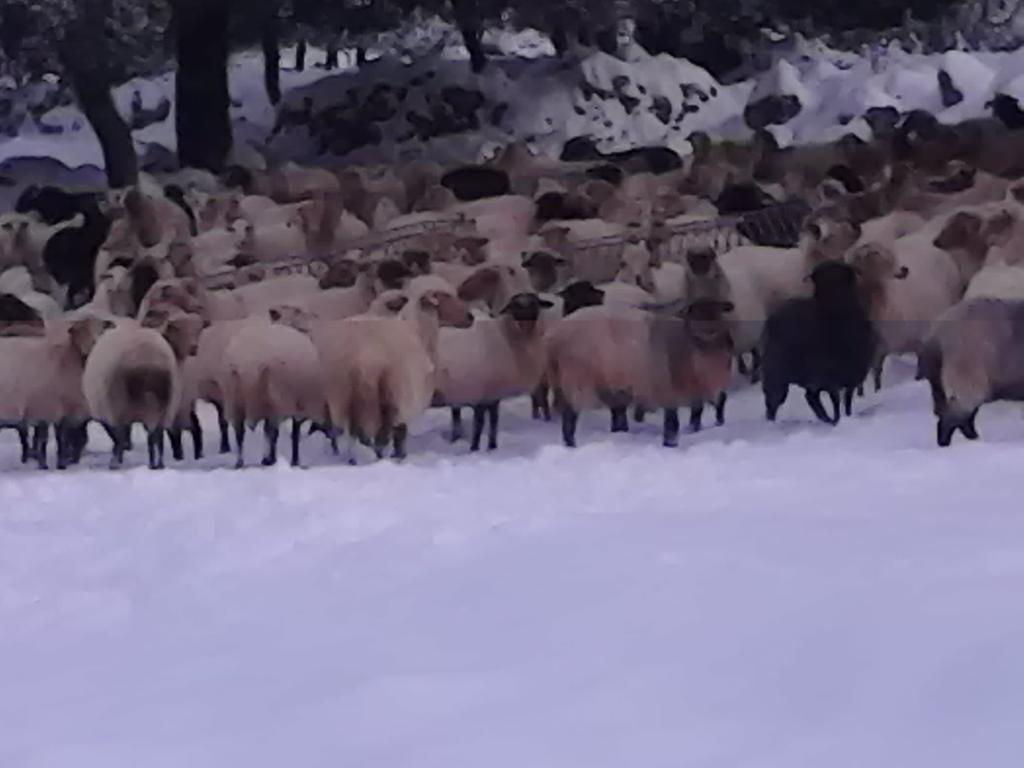 Evangelia Agia Efimia Exteriör bild